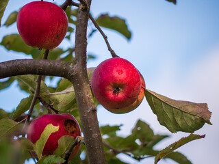 Red apples (Malus domestica) hanging on a branch in autumn light — ripe, juicy and full of vitamins, a natural symbol of health and harvest season.