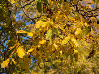 Autumn branches of a walnut tree with yellowing leaves and ripe walnut fruits still hanging, symbolizing the end of the season and the beauty of harvest time.