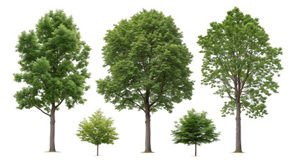 Obraz premium A collection of diverse green trees isolated on a clean white background,