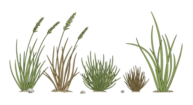 Line art rendition of various grasses, showcasing detailed botanical illustration for educational or creative projects with a natural aesthetic