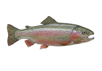 Rainbow trout isolated on transparent background PNG, freshwater fish with colorful iridescent stripe and black spots for fishing and wildlife themes