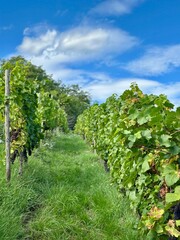 Fototapeta premium vineyard in france