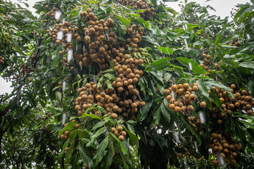 A branch of Longan fruits during raining. Longan is a tropical fruit native to Southeast Asia that's a member of the soapberry family.