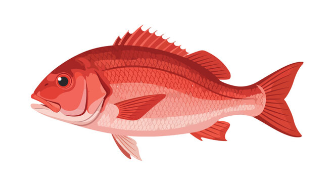 Elegant illustration showcasing a vibrant red snapper fish against a pristine white background, displaying refined detail and artistic flair