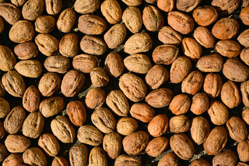 Vue de dessus de noix sèches dans leur coque fraîchement récoltées, étalées au soleil pour sécher 