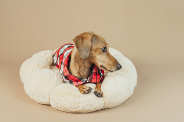 Dachshund in soft round bed wearing plaid shirt, concept cozy pet rest after work