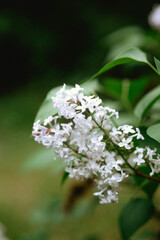 White flowers blooming on a green bush in a tranquil outdoor setting