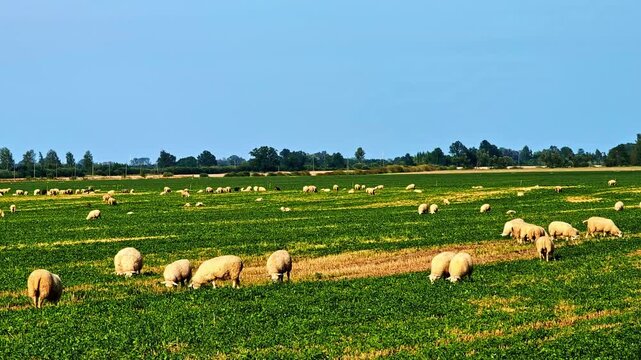 Dobele fields host sheep peacefully grazing, surrounded by lush greenery and open landscapes.