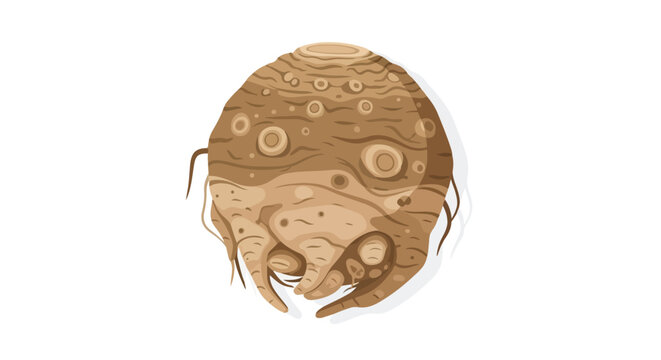 Stylized vector depiction of a whole celeriac root displaying its bulbous shape, textured skin, and small rootlets on a white background