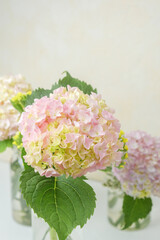 Single pastel hydrangea on neutral background – ideal for minimalist floral mockups and blogs