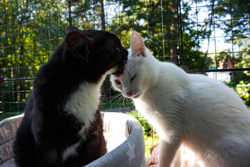 Black kitty gives its white buddy a soft lick. These two furry pals share a sweet, affectionate moment. Pure cat love, a chill scene