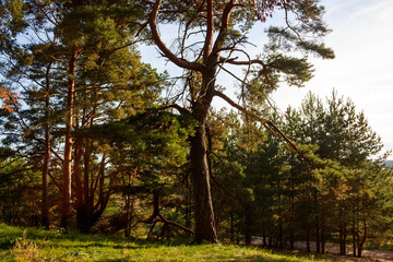 Sturdy pine trees dominate a sun-drenched forest scene. Lush green foliage and natural light create a serene, picturesque woodland environment
