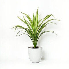 Realistic green plant in white pot against a minimalistic background  