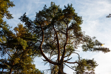 Majestic pine tree reaching for the sky. Its robust branches and green needles are bathed in sunlight, contrasting with the soft blue backdrop and wispy clouds. A true forest gem