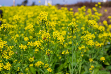 Large rapeseed fields in rural Taiwan