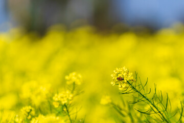 Large rapeseed fields in rural Taiwan
