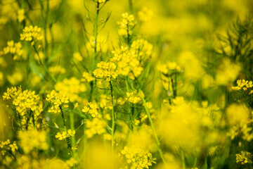 Large rapeseed fields in rural Taiwan