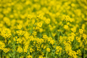 Large rapeseed fields in rural Taiwan