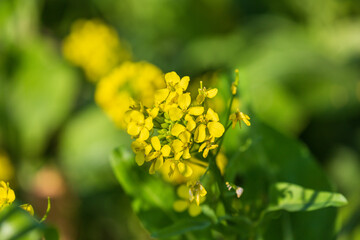 Large rapeseed fields in rural Taiwan