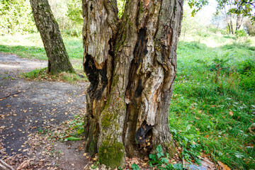 Obraz premium Old gnarled tree trunk with rough, decaying bark and moss, standing by a dirt path in a green forest clearing under natural light