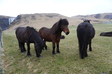 Fototapeta premium Cavalo Islandês Horse Icelandic horse