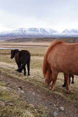 Cavalo Island&ecirc;s Horse Icelandic horse