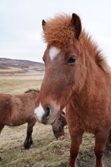 Fototapeta premium Cavalo Islandês Horse Icelandic horse