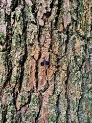 Fototapeta premium Natural organic background showcasing the rugged details of an old tree trunk