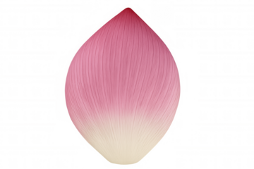 Pink lotus petal isolated, showing delicate natural texture and gradients, on transparent background for design assets