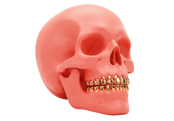Salmon pink skull with golden teeth isolated on transparent background, 3D rendering of human cranium with gold dental implants PNG