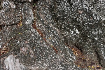 Old cracked tree bark texture background