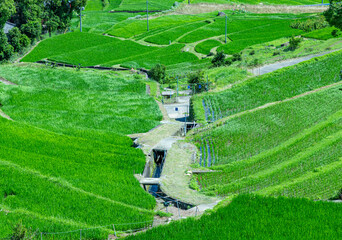 美しい夏の日本の田んぼ