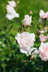 Beautiful pink roses blooming in a vibrant garden during a sunny day