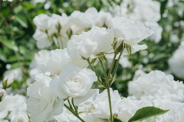 Beautiful white roses blooming in a lush garden during springtime