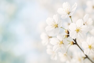 Fototapeta premium Close-up of white cherry blossom flowers in full bloom on branch against soft pastel background, symbolizing spring and renewal. Ai generative. Ai generative