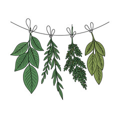 Fresh herbs drying on string, culinary herbs vector