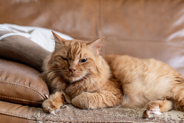 部屋の中でくつろぐ猫　茶トラ猫