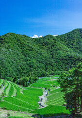 美しい夏の日本の田んぼ