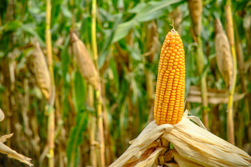 Animal feed corn in Thailand