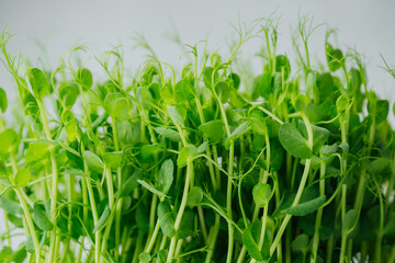 Closeup of fresh green pea sprouts