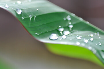 leaf and raindroplet background or leaf background or banana plant, blood banana or Musa acuminata or Musa balbisiana in blur background