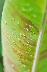 banana plant, blood banana or Musa acuminata or Musa balbisiana or rain droplet