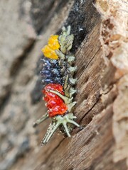 Image of the larva of the Slug Caterpillar Moth