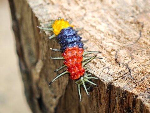 Image of the larva of the Slug Caterpillar Moth