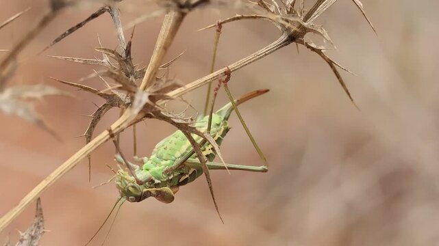 Chicharra Alicorta Ephippiger diurnus camina boca abajo en cardo corredor seco Eryngium campestre, Bocairent, Espa&ntilde;a	