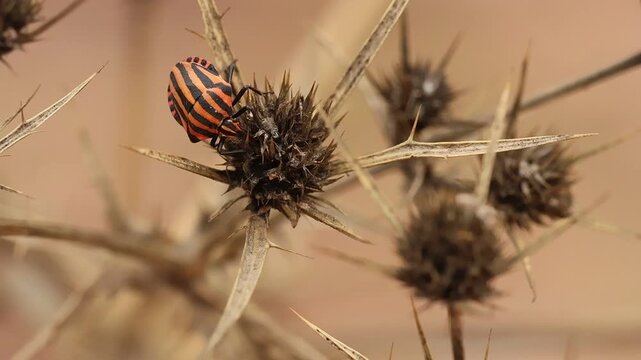 Chinche rayada Graphosoma lineatum sobre cardo corredor seco Eryngium campestre en oto&ntilde;o, Bocairent, Espa&ntilde;a