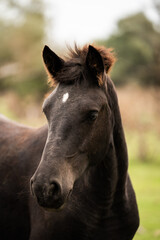 Obraz premium A majestic black wild horse in close-up, standing in an isolated plain surrounded by nature. Focus on its powerful presence and detailed features.