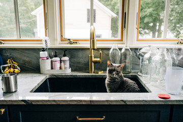 Gray cat observing from inside a black kitchen sink