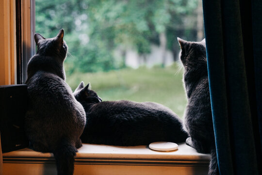 Three grey cats sitting quietly on a window sill, gazing outside