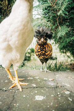 Two contrasting chickens standing outdoors on a farm